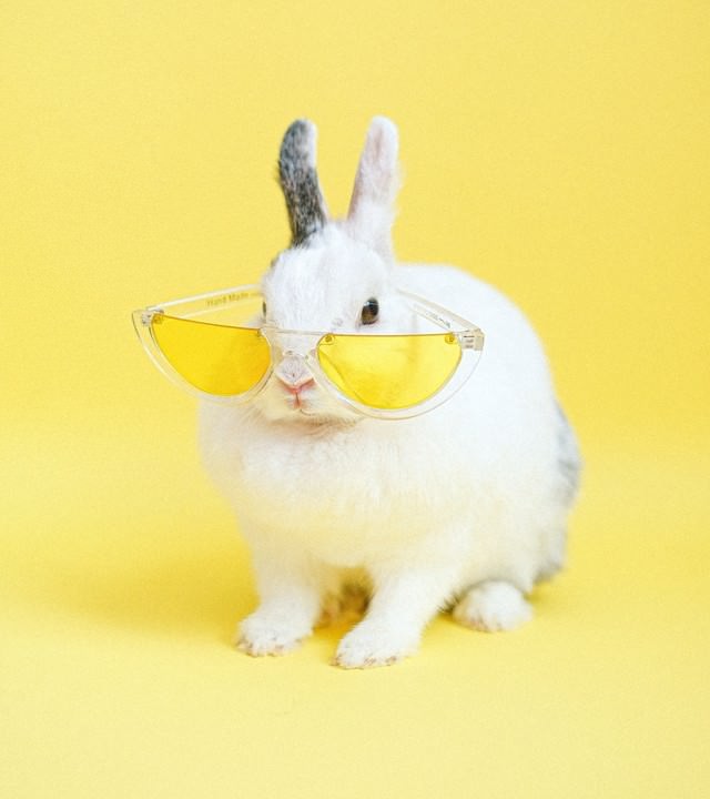 ネザーランドドワーフの名前の由来